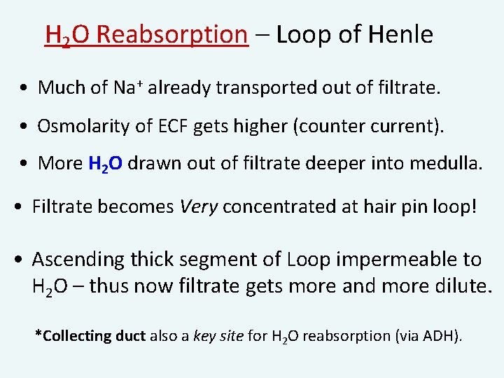 H 2 O Reabsorption – Loop of Henle • Much of Na+ already transported