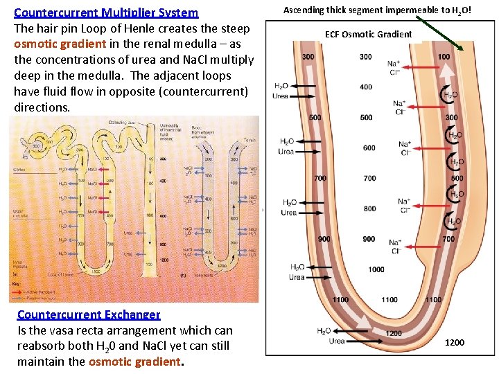 Countercurrent Multiplier System The hair pin Loop of Henle creates the steep osmotic gradient