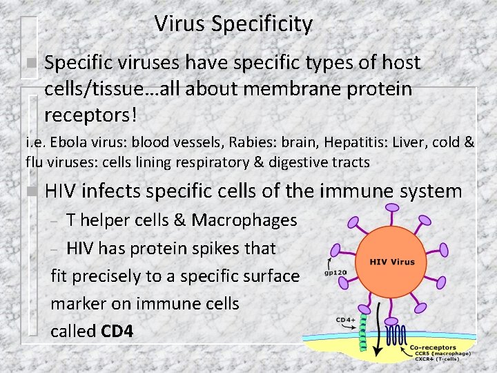 Virus Specificity n Specific viruses have specific types of host cells/tissue…all about membrane protein