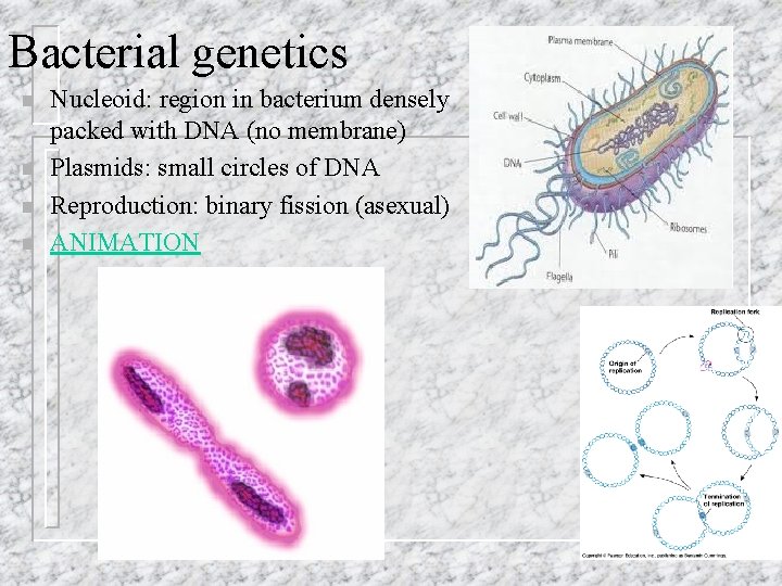 Bacterial genetics n n Nucleoid: region in bacterium densely packed with DNA (no membrane)