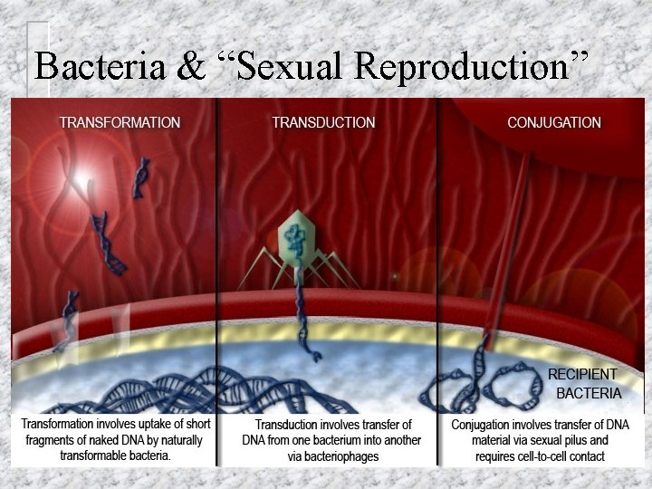Bacteria & “Sexual Reproduction” 