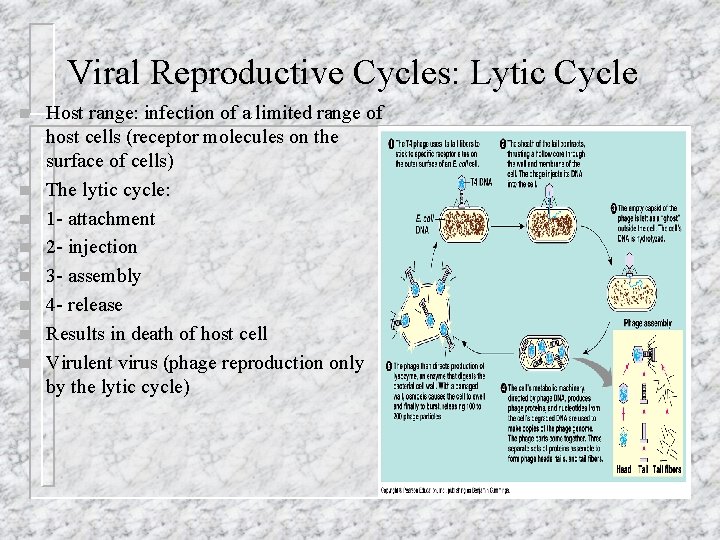 Viral Reproductive Cycles: Lytic Cycle n n n n Host range: infection of a