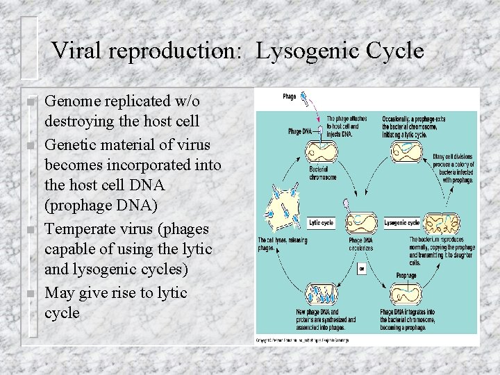 Viral reproduction: Lysogenic Cycle n n Genome replicated w/o destroying the host cell Genetic