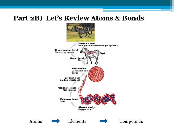 Part 2 B) Let’s Review Atoms & Bonds Atoms Elements Compounds 