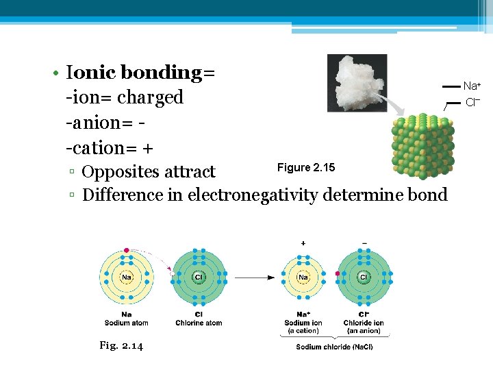  • Ionic bonding= -ion= charged -anion= -cation= + Figure 2. 15 ▫ Opposites