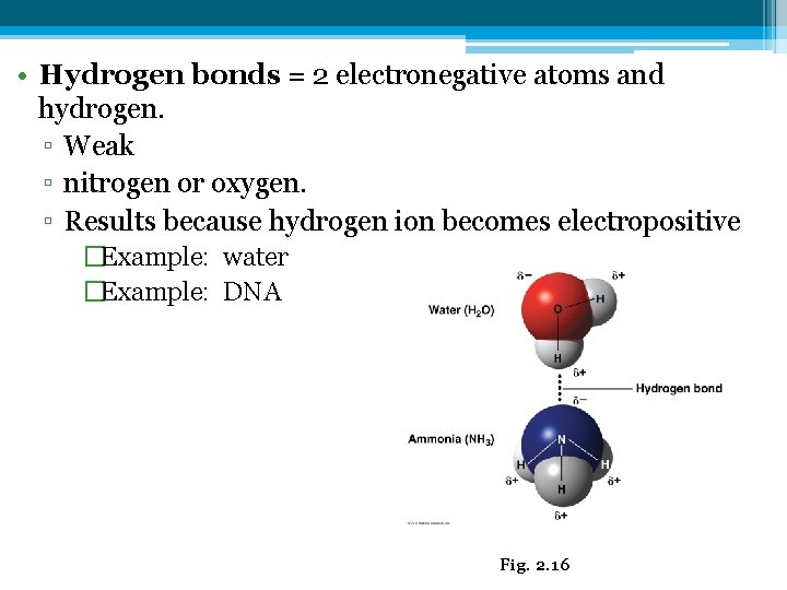  • Hydrogen bonds = 2 electronegative atoms and hydrogen. ▫ Weak ▫ nitrogen