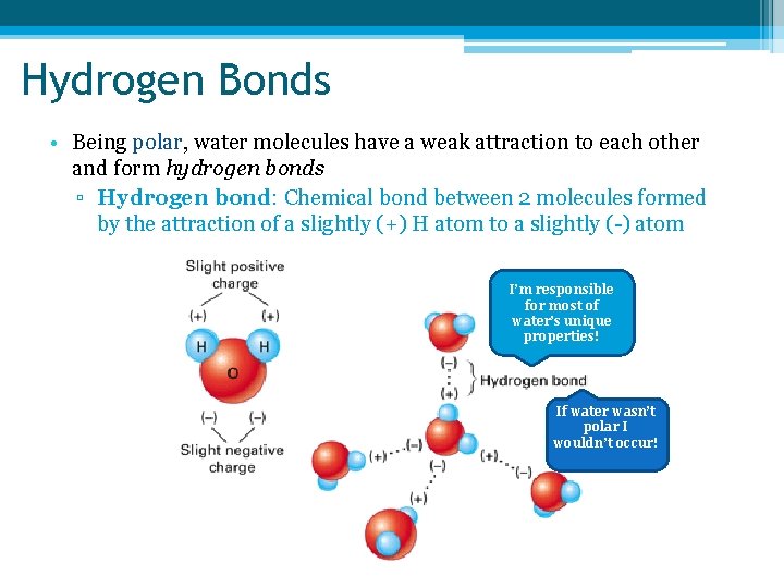 Hydrogen Bonds • Being polar, water molecules have a weak attraction to each other