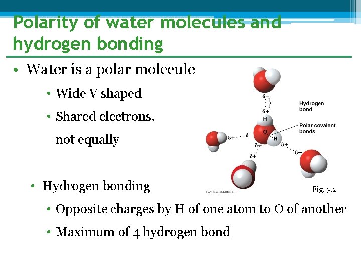 Polarity of water molecules and hydrogen bonding • Water is a polar molecule •