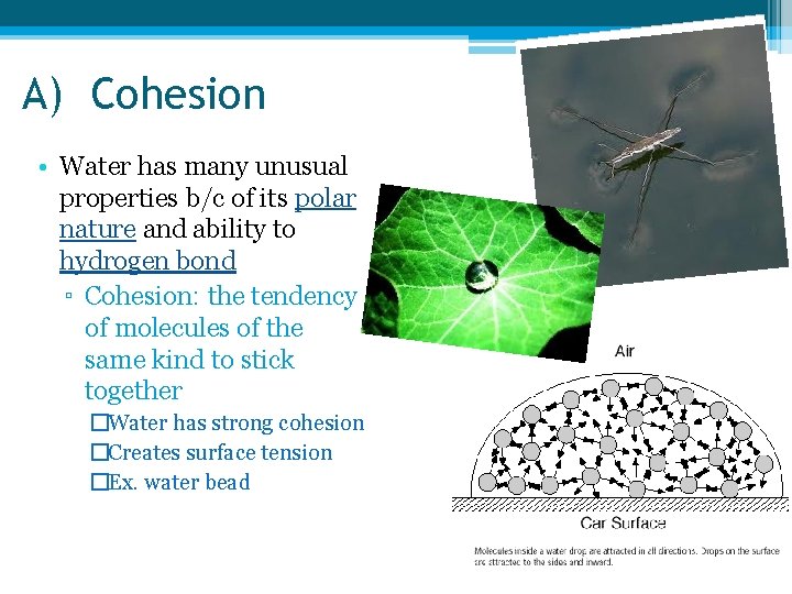 A) Cohesion • Water has many unusual properties b/c of its polar nature and