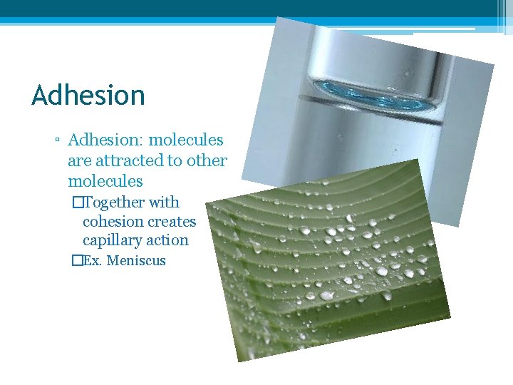Adhesion ▫ Adhesion: molecules are attracted to other molecules �Together with cohesion creates capillary