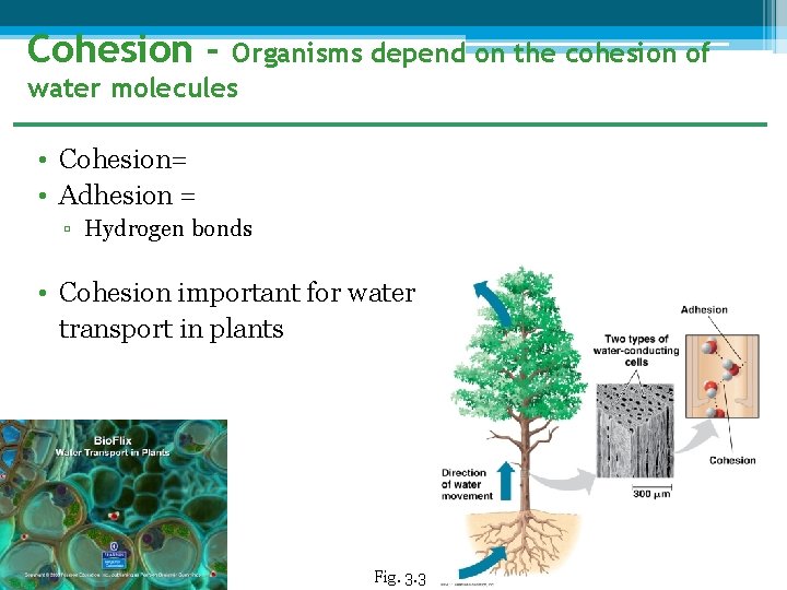 Cohesion - Organisms depend on the cohesion of water molecules • Cohesion= • Adhesion