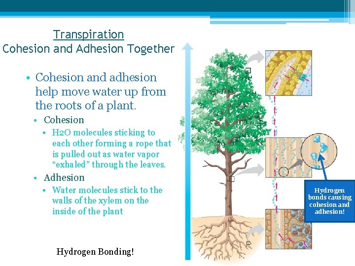Transpiration Cohesion and Adhesion Together • Cohesion and adhesion help move water up from
