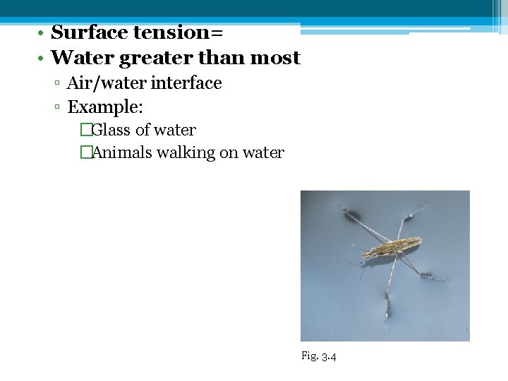 • Surface tension= • Water greater than most ▫ Air/water interface ▫ Example:
