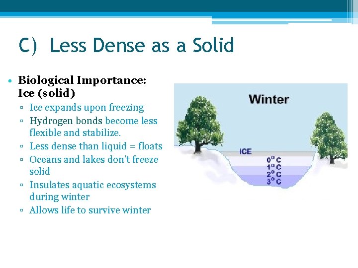 C) Less Dense as a Solid • Biological Importance: Ice (solid) ▫ Ice expands