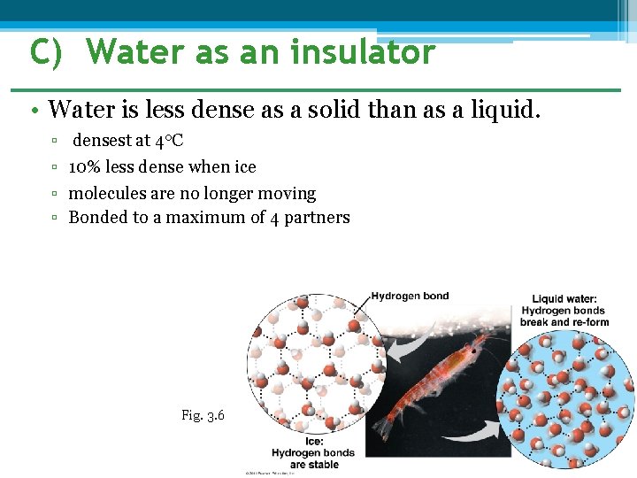 C) Water as an insulator • Water is less dense as a solid than