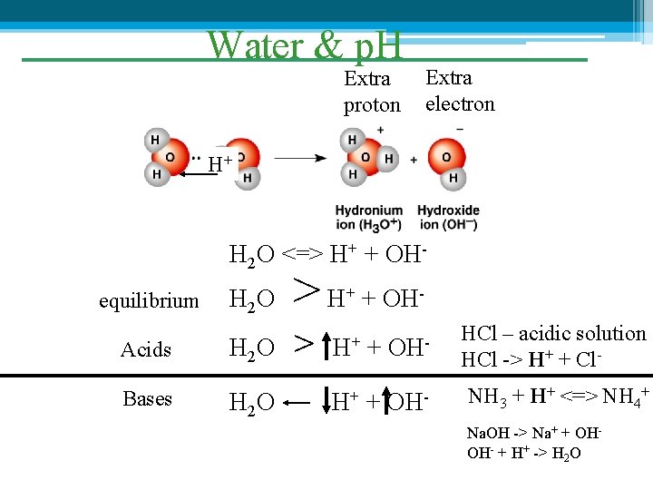 Water & p. H Extra proton Extra electron H+ H 2 O <=> H+