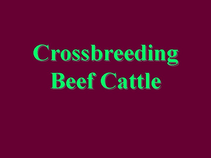 Crossbreeding Beef Cattle 