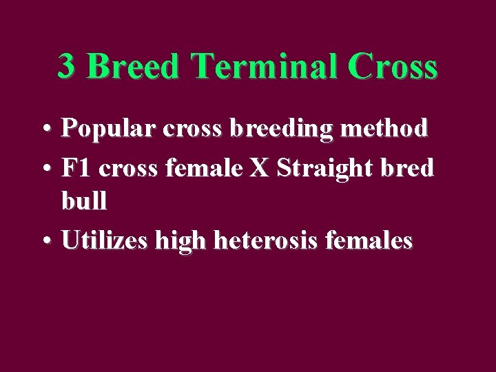 3 Breed Terminal Cross • Popular cross breeding method • F 1 cross female