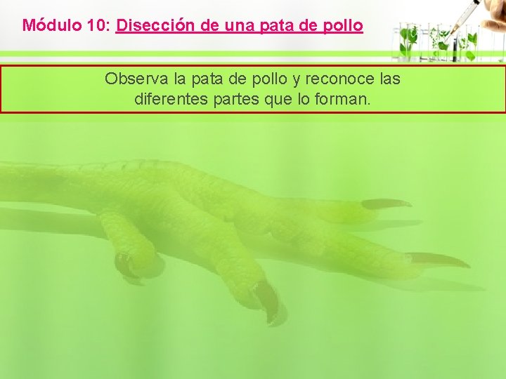 Módulo 10: Disección de una pata de pollo Observa la pata de pollo y