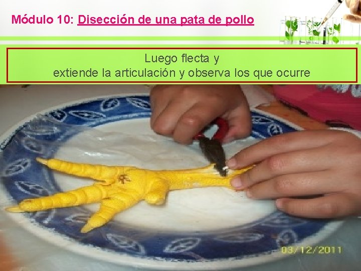 Módulo 10: Disección de una pata de pollo Luego flecta y extiende la articulación