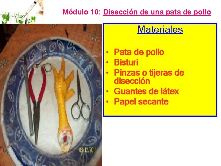 Módulo 10: Disección de una pata de pollo Materiales • Pata de pollo •