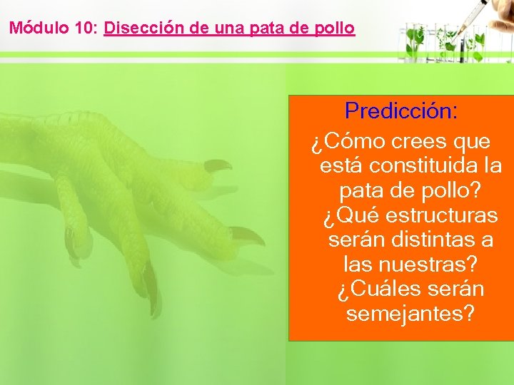 Módulo 10: Disección de una pata de pollo Predicción: ¿Cómo crees que está constituida