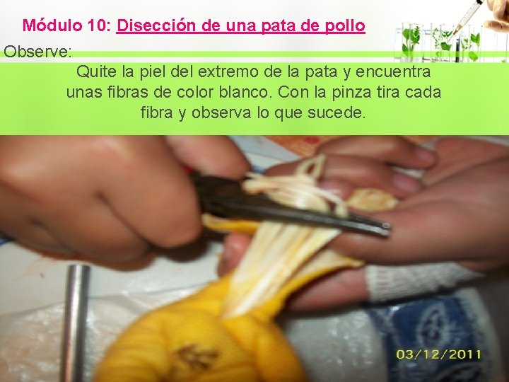 Módulo 10: Disección de una pata de pollo Observe: Quite la piel del extremo