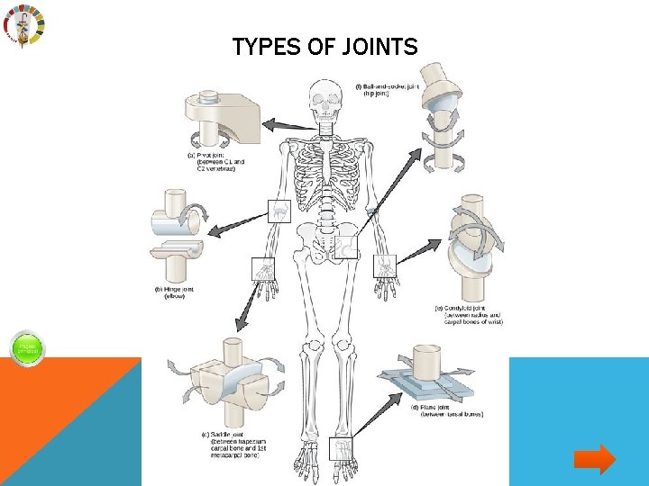 TYPES OF JOINTS 