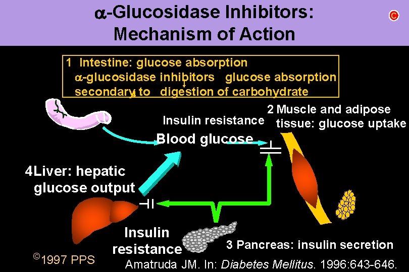 a-Glucosidase Inhibitors: Mechanism of Action C 1 Intestine: glucose absorption a-glucosidase inhibitors glucose absorption