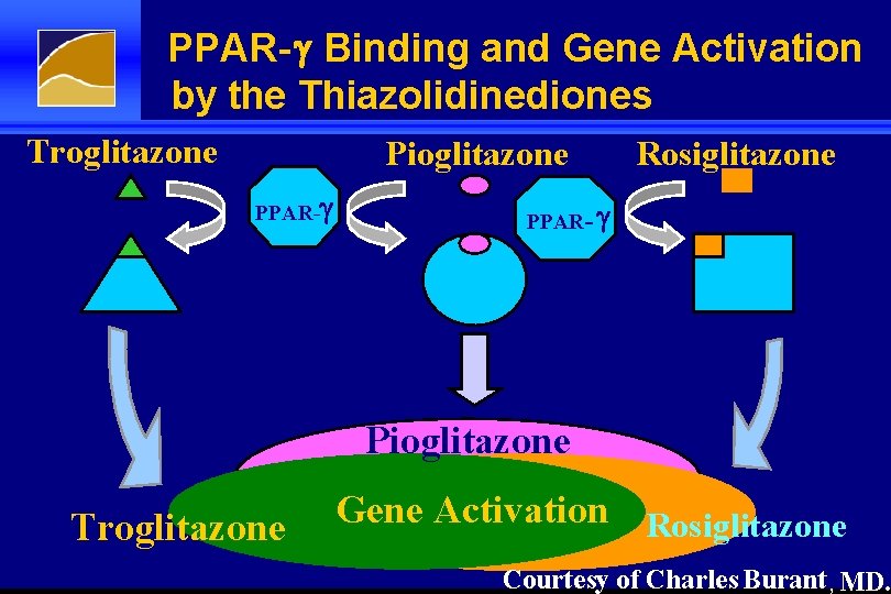 PPAR- g Binding and Gene Activation by the Thiazolidinediones Troglitazone Pioglitazone PPAR-g Rosiglitazone PPAR-