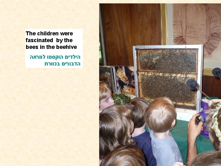 The children were fascinated by the bees in the beehive הילדים הוקסמו למראה הדבורים