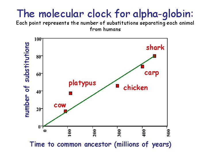 The molecular clock for alpha-globin: number of substitutions Each point represents the number of