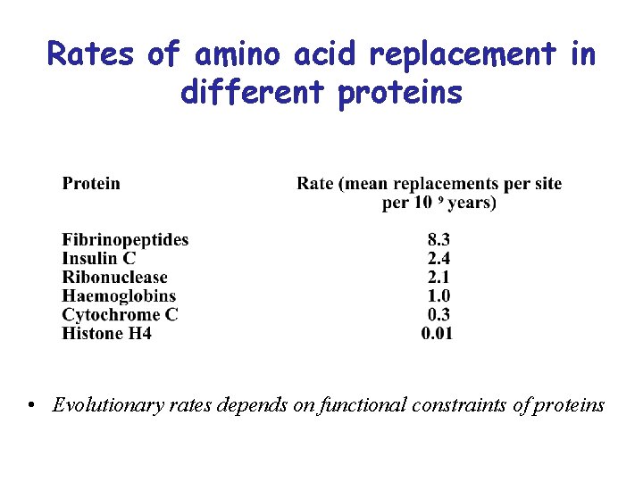 Rates of amino acid replacement in different proteins • Evolutionary rates depends on functional