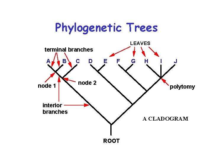 Phylogenetic Trees LEAVES terminal branches A B node 1 C D E F node