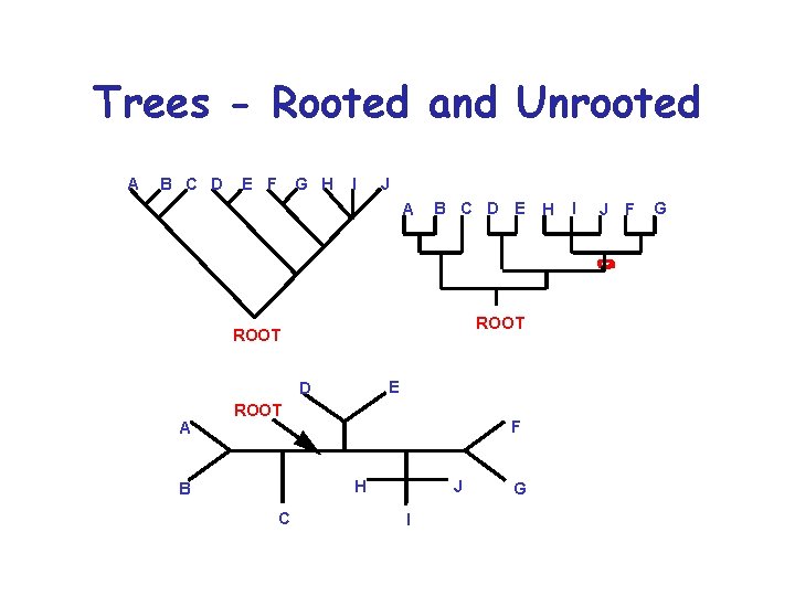 Trees - Rooted and Unrooted A B C D E F G H I