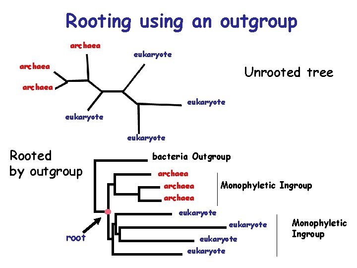 Rooting using an outgroup archaea eukaryote archaea Unrooted tree archaea eukaryote Rooted by outgroup