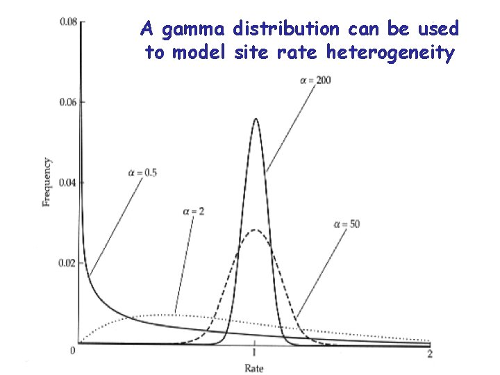 A gamma distribution can be used to model site rate heterogeneity 