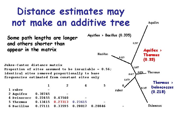 Distance estimates may not make an additive tree Aquifex > Bacillus (0. 335) Some