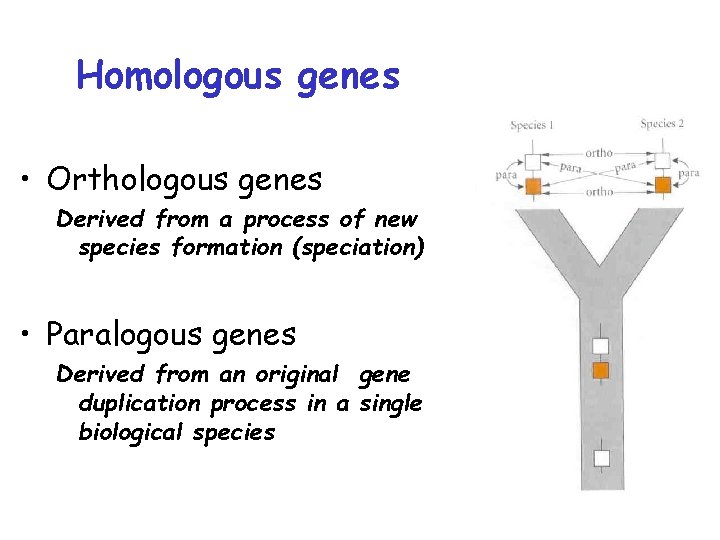 Homologous genes • Orthologous genes Derived from a process of new species formation (speciation)