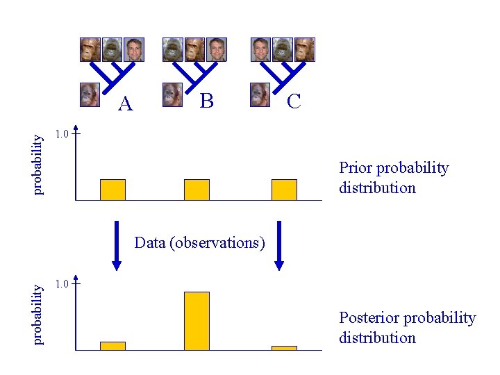 probability A B C 1. 0 Prior probability distribution probability Data (observations) 1. 0