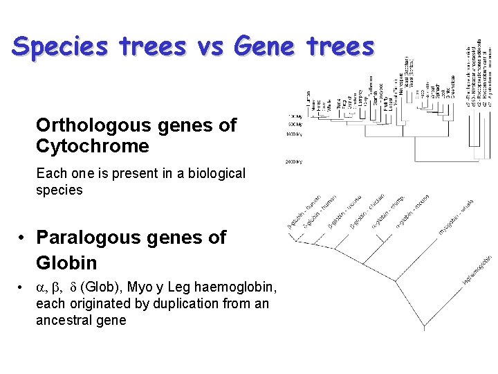Species trees vs Gene trees Orthologous genes of Cytochrome Each one is present in