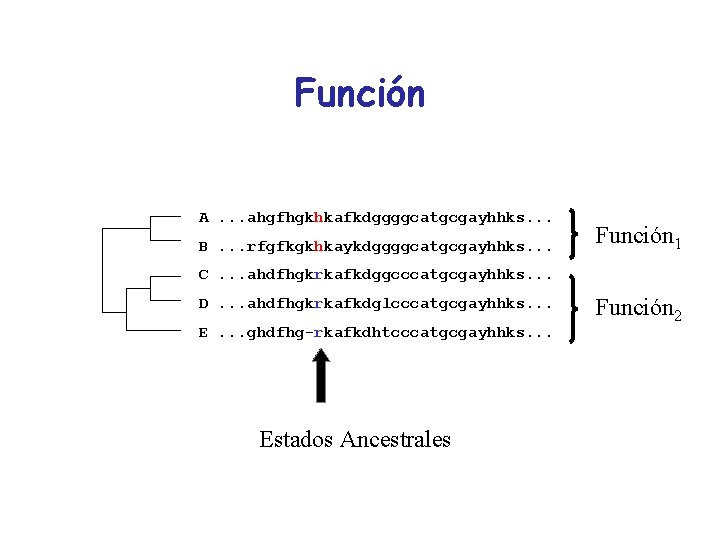 Función A. . . ahgfhgkhkafkdggggcatgcgayhhks. . . B. . . rfgfkgkhkaykdggggcatgcgayhhks. . . Función
