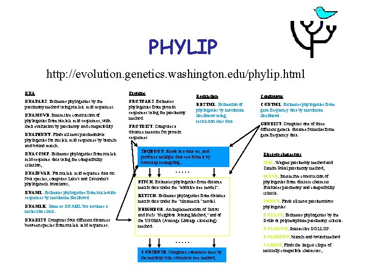 PHYLIP http: //evolution. genetics. washington. edu/phylip. html DNA Proteins DNAPARS. Estimates phylogenies by the