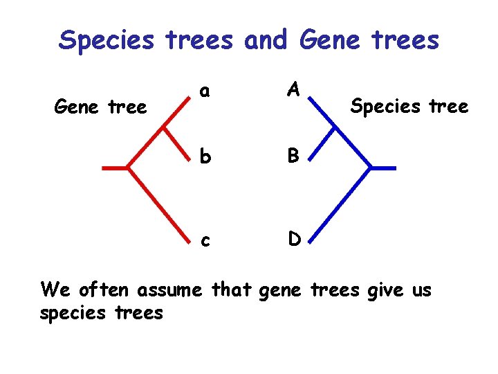 Species trees and Gene trees Gene tree a A b B c D Species