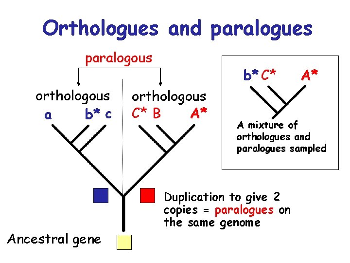 Orthologues and paralogues paralogous orthologous a b* c Ancestral gene b* C* orthologous C*