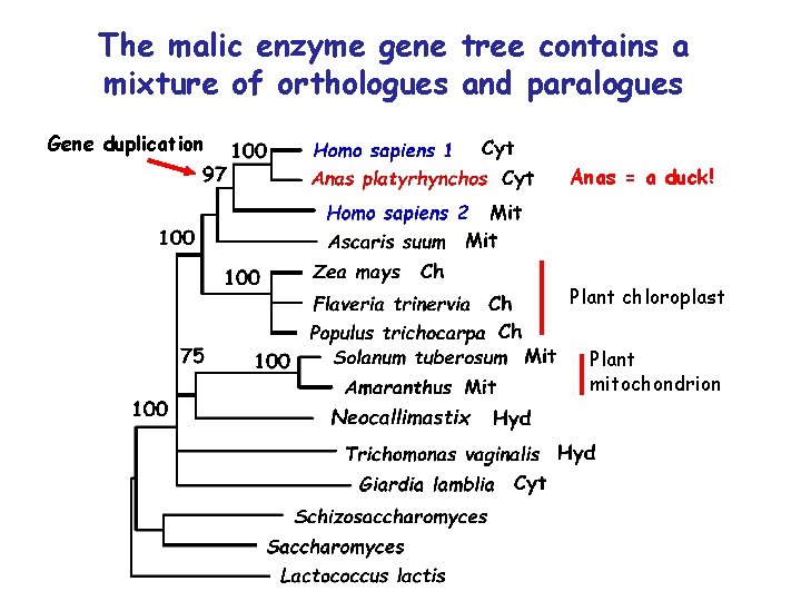 The malic enzyme gene tree contains a mixture of orthologues and paralogues Gene duplication