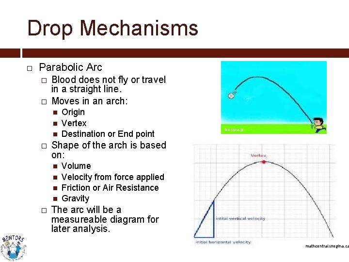 Drop Mechanisms Parabolic Arc � � Blood does not fly or travel in a