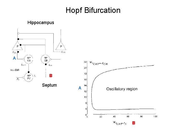 Hopf Bifurcation Hippocampus A B Septum A B 