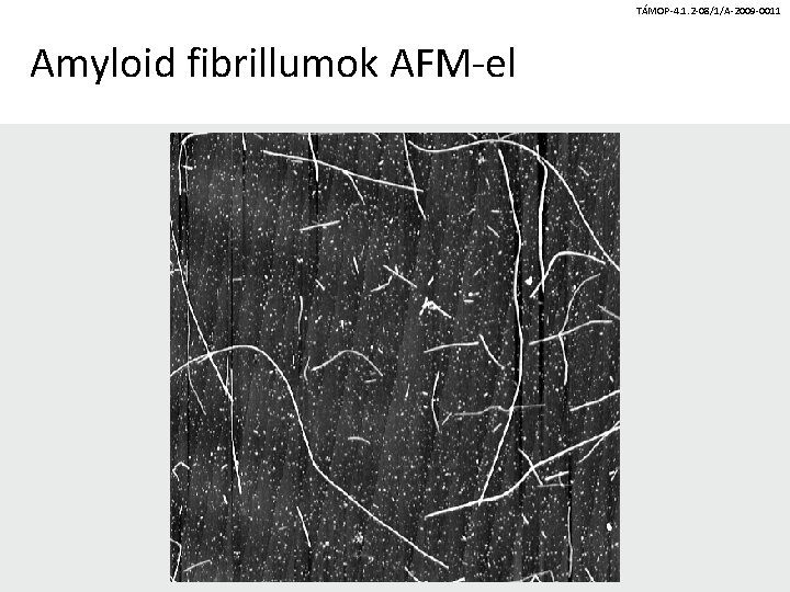 TÁMOP-4. 1. 2 -08/1/A-2009 -0011 Amyloid fibrillumok AFM-el 