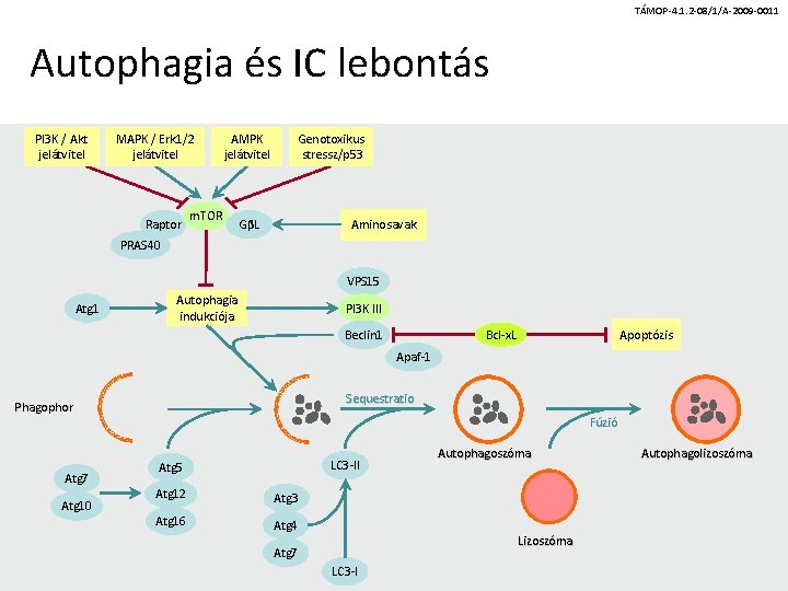 TÁMOP-4. 1. 2 -08/1/A-2009 -0011 Autophagia és IC lebontás PI 3 K / Akt